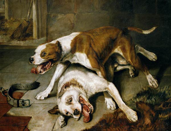 Kämpfende Hunde von Sir Edwin Henry Landseer