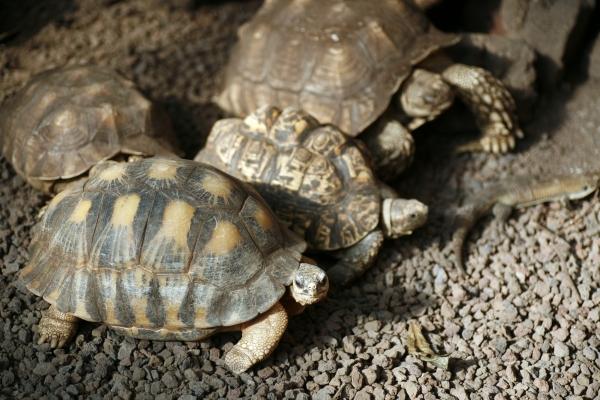 Schildkröten von Steffen Breyer