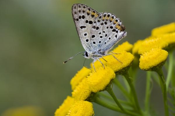 Schmetterling auf Blüte von Steffen Breyer