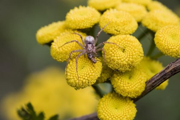 Spinne frisst Fliege von Steffen Breyer