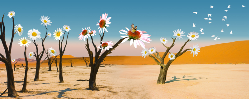 Die Wüste blüht von Stephan  Rossmann