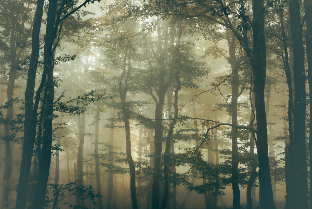 Wald von Stephanie Kleimann
