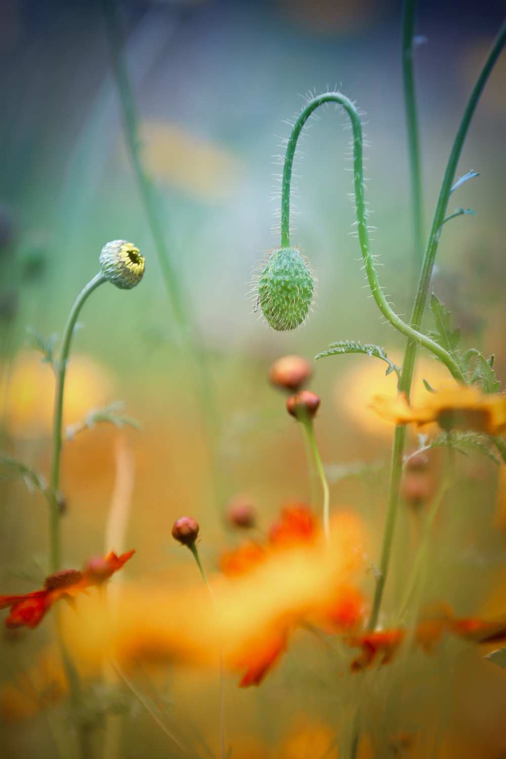 Poppy Field von Steve Moore