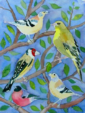 Finches 2007