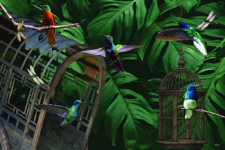 Tropische Kolibris