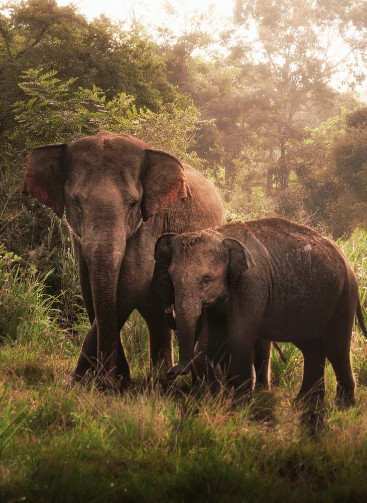Der Elefantensohn und die Elefantenmutter von Susnata Majumder