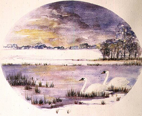 Swans on the Lake (w/c) von Suzi  Kennett