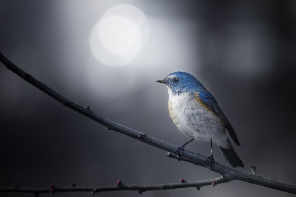 Blauer Vogel von Takashi Suzuki