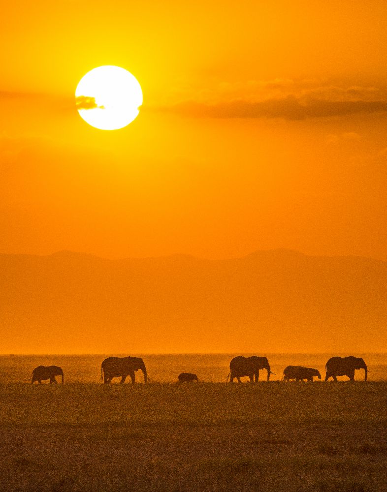 Elefanten bei Sonnenuntergang von Ted Taylor