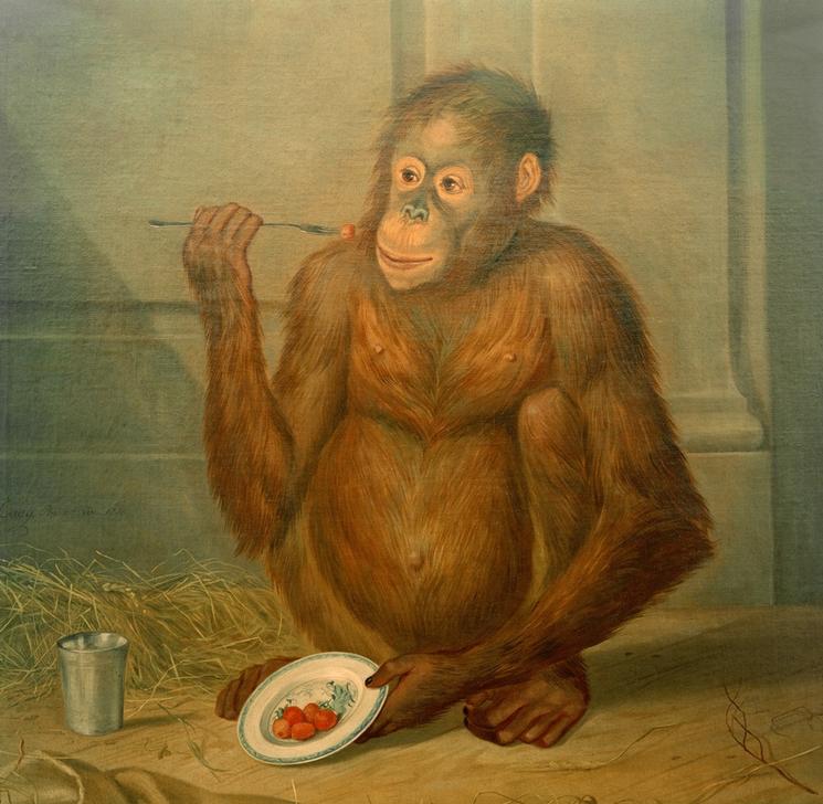 Orang-Utan, Erdbeeren fressend von Tethart Philipp Christian Haag