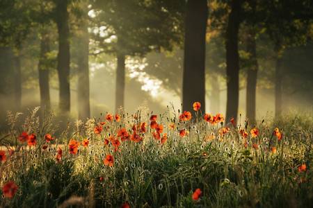 The poppy forest