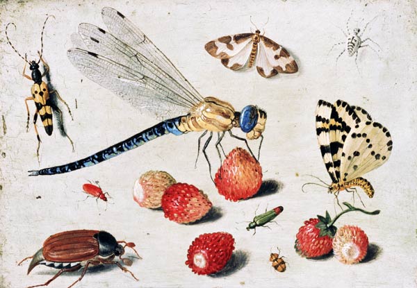 Study of Insects, Butterflies and Flowers von the Elder Kessel