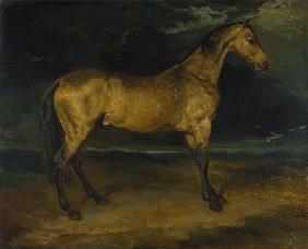 Pferd, vom Gewitter verängstigt