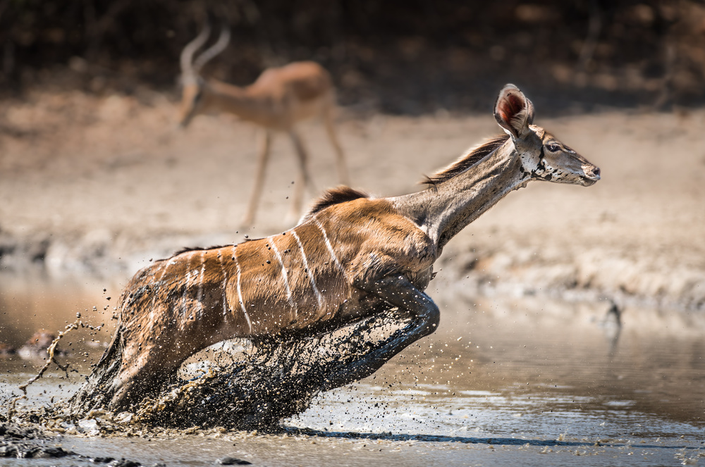 Kudu-Sprung von Thomas Andersson