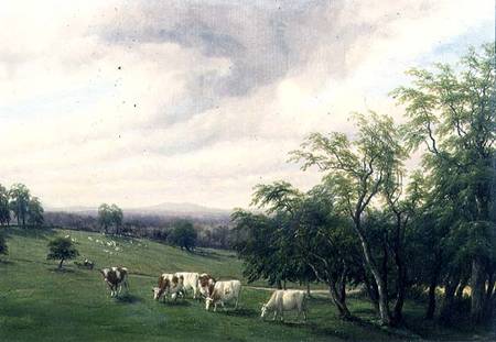 Cattle Grazing in Parkland von Thomas Baker