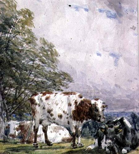 A Study of Cattle von Thomas Baker