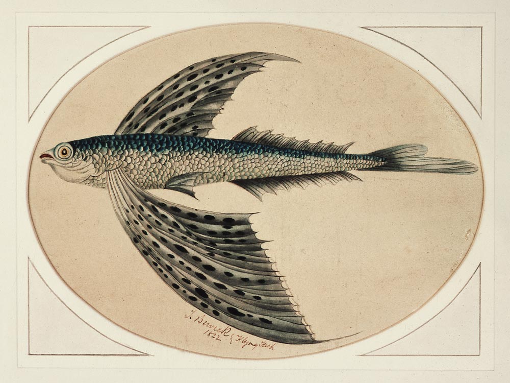 A Flying Fish von Thomas Bewick