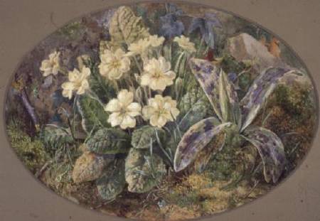 Primrose and Orchid von Thomas Collier