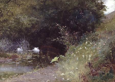 Swans on a Lake von Thomas Mackay