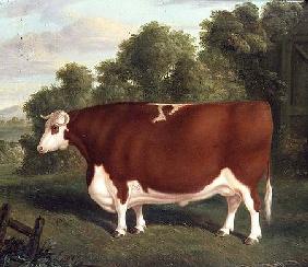Ox c.1850