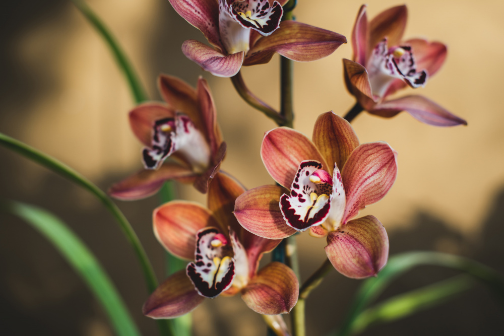 Orangefarbene Orchideen von Tim Mossholder