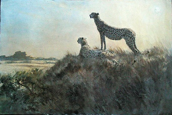 Cheetah, Serengeti (oil on board)  von Tim  Scott Bolton