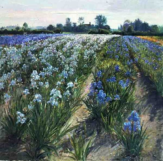 Blue and White Irises, Wortham (oil on canvas)  von Timothy  Easton