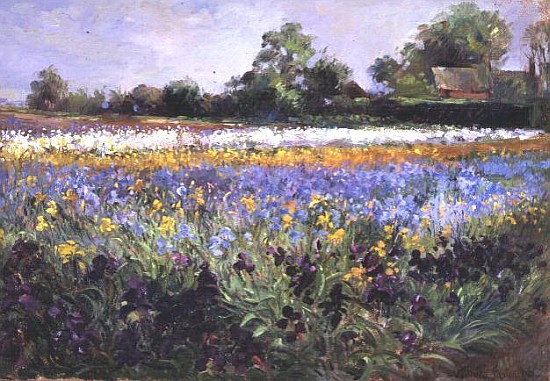 Iris Field and Two Cottages  von Timothy  Easton
