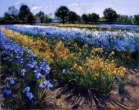 Irises at Burgate, 1996 (oil on canvas)  von Timothy  Easton