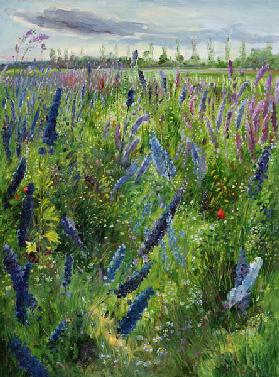 Delphiniums and Emerging Sun  1991