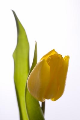 gelbe Tulpe von Tobias Ott