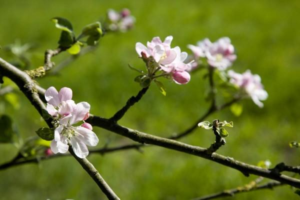 Apfelblüten im Frühling von Tobias Ott