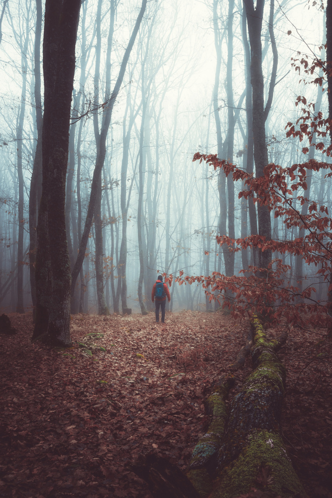 Ein nebliger Herbstmorgenspaziergang durch den Wald von Toma Georgian Mihai