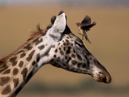Madenhacker und Giraffe
