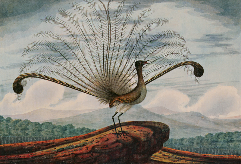 Lyrebird: mamura superba von T.R. Browne