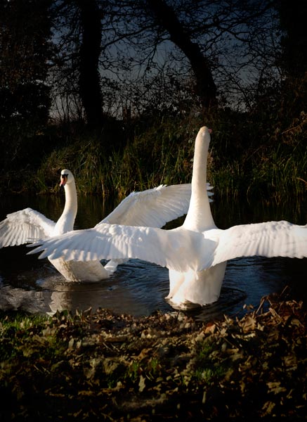 Swan Dance von Trevor Aston