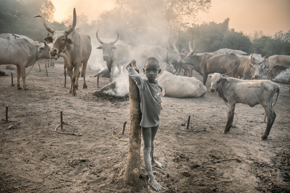 Der junge Mundari mit seinem Vieh von Trevor Cole