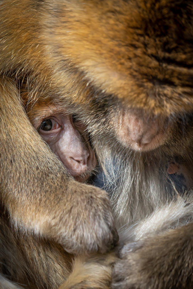 Berber-Affenbaby in mütterlicher Fürsorge von Ulrike Leinemann