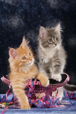 Zwei Maine Coon Kätzchen im Zylinder von Ulrike Schanz