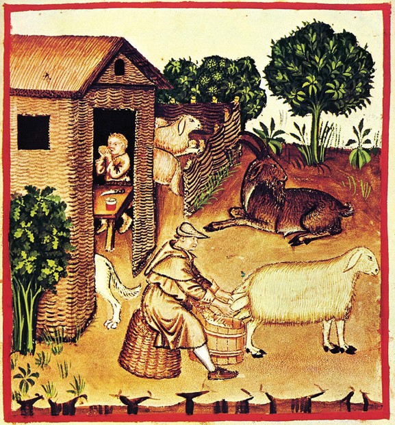 Die Käseherstellung. Miniatur aus dem Tacuinum Sanitatis von Unbekannter Künstler