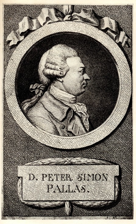 Porträt von Naturforscher und Geograph Peter Simon Pallas (1741-1811) von Unbekannter Künstler