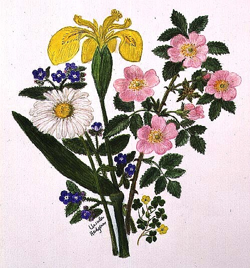 Iris, Speedwell, Daisy and Dog rose (w/c on paper)  von Ursula  Hodgson