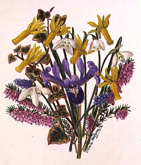 Snowdrop, Narcissus Cyclamineus, Iris Reticulata and Grape Hyacinth (w/c on paper)  von Ursula  Hodgson