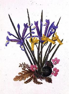Iris reticulata, Cyclamen and Narcissus cyclamineus (w/c on paper) 