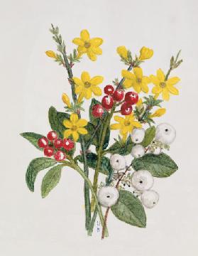 Snowberries, Dogwood and Jasmine