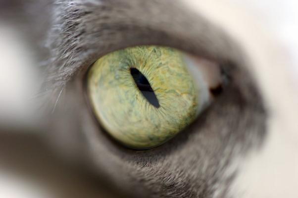 Auge einer Katze von Uwe Malitz