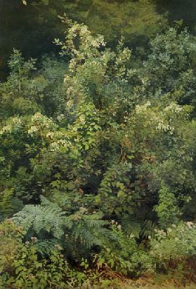 Hops and Ferns in Woodland 1870  pape