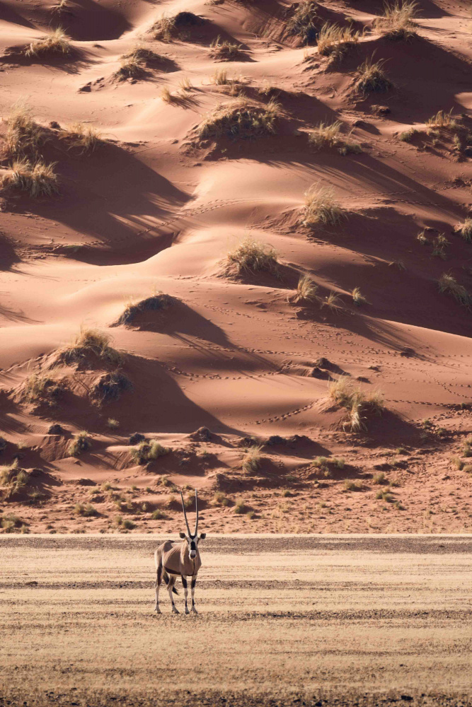 Ein Sonnenuntergangsspaziergang in der Wüste von Valentina Landucci
