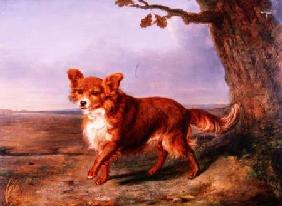 'Fox', A Favourite Dog