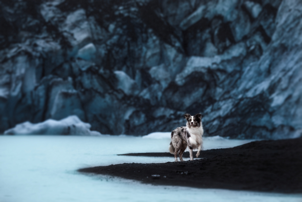 Hunde von Island von Ve Shandor